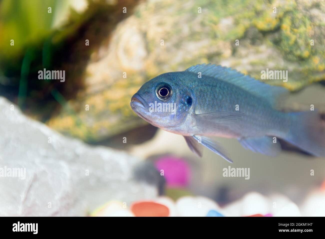 A Blue Malawai Cichlid Juvenile in a home aquarium Stock Photo