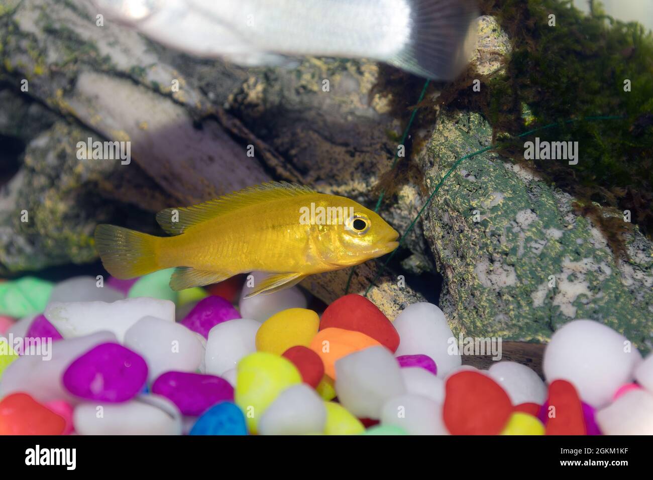 Small African Malawi Cichlid fish in a home aquarium Stock Photo