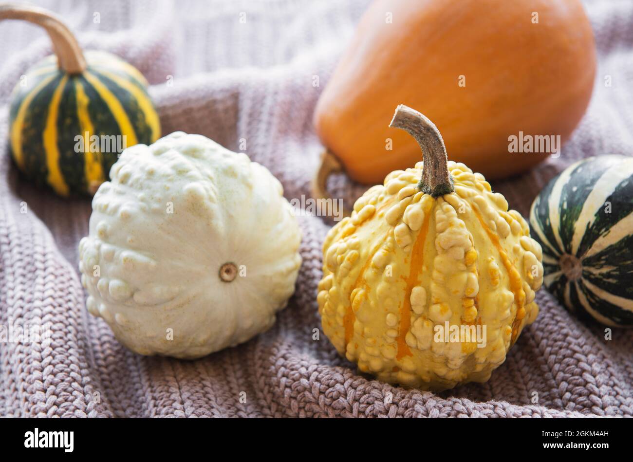 A rustic autumn still life with pumpkins on knitted textile background ...