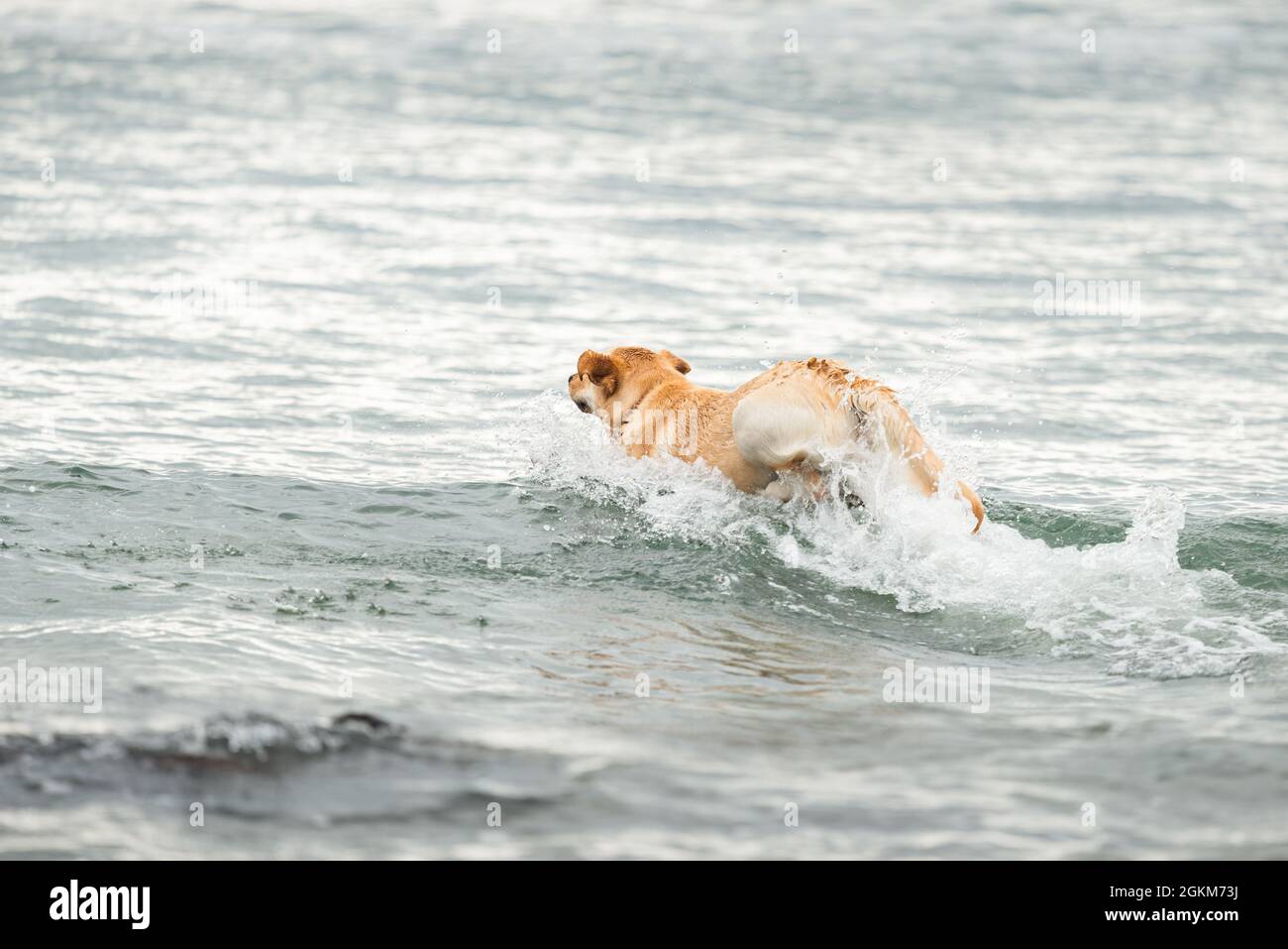 Dog jumping into the water on beach Stock Photo