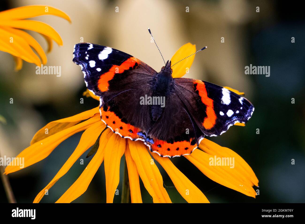 Red Admiral butterfly in walled garden Stock Photo