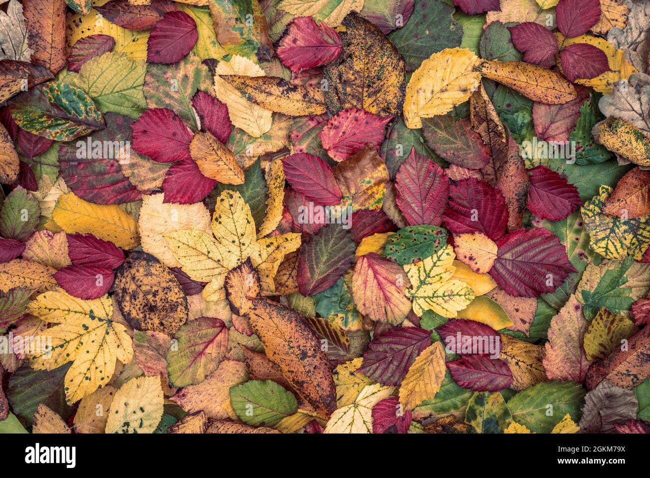 autumn leaves background Stock Photo