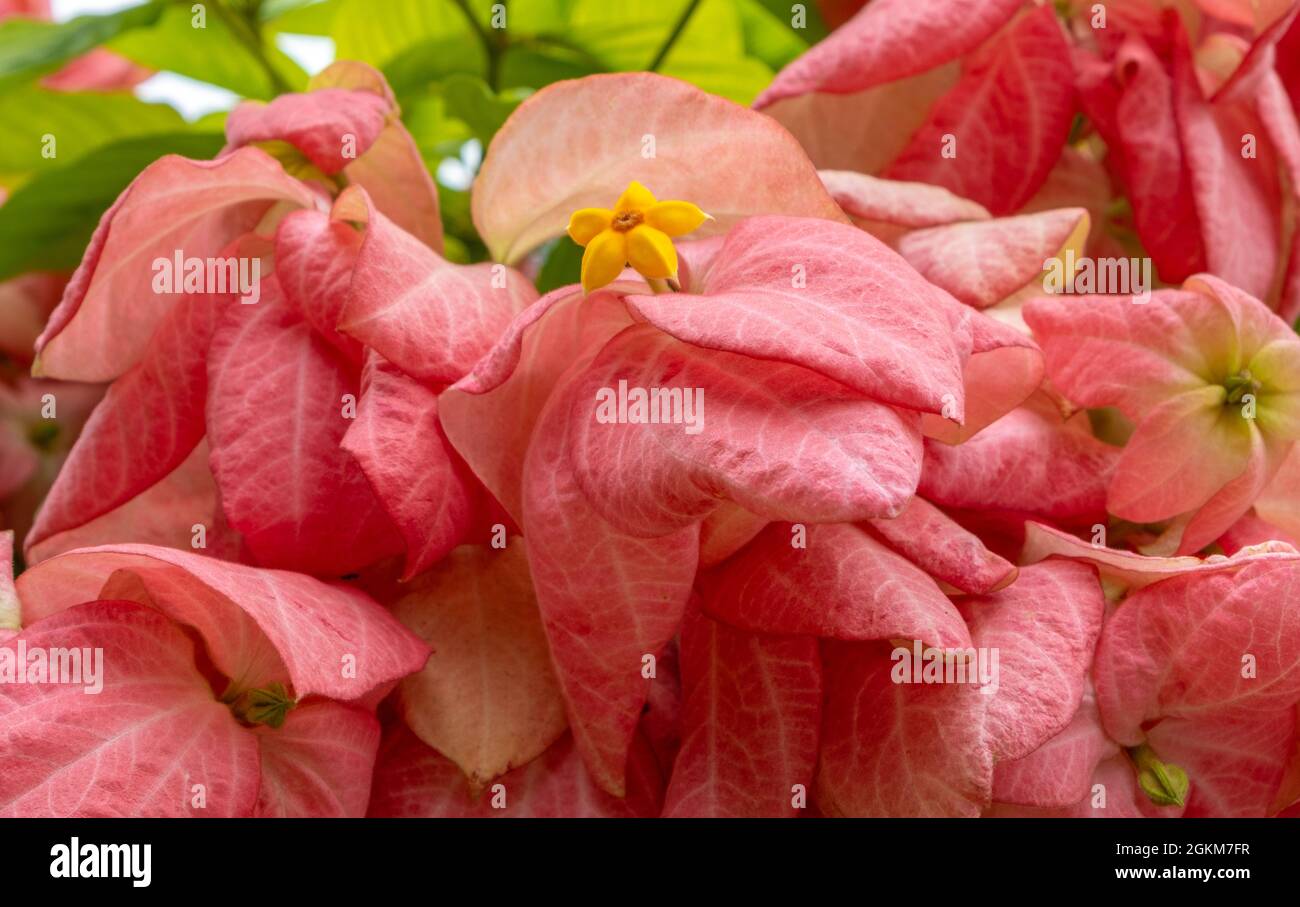 Pink and yellow bloom in a park in Thailand Stock Photo Alamy