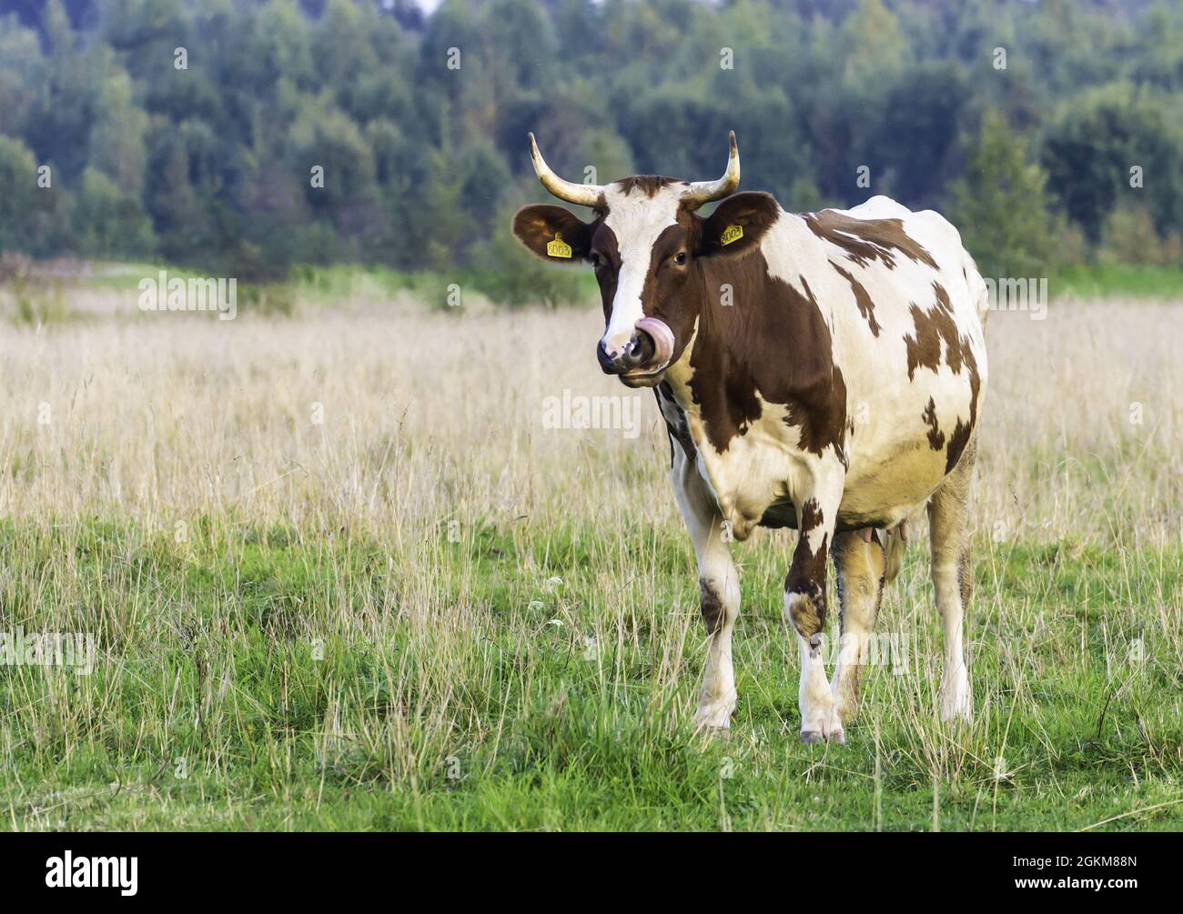 red and white cow cow grazing on a green meadow Stock Photo