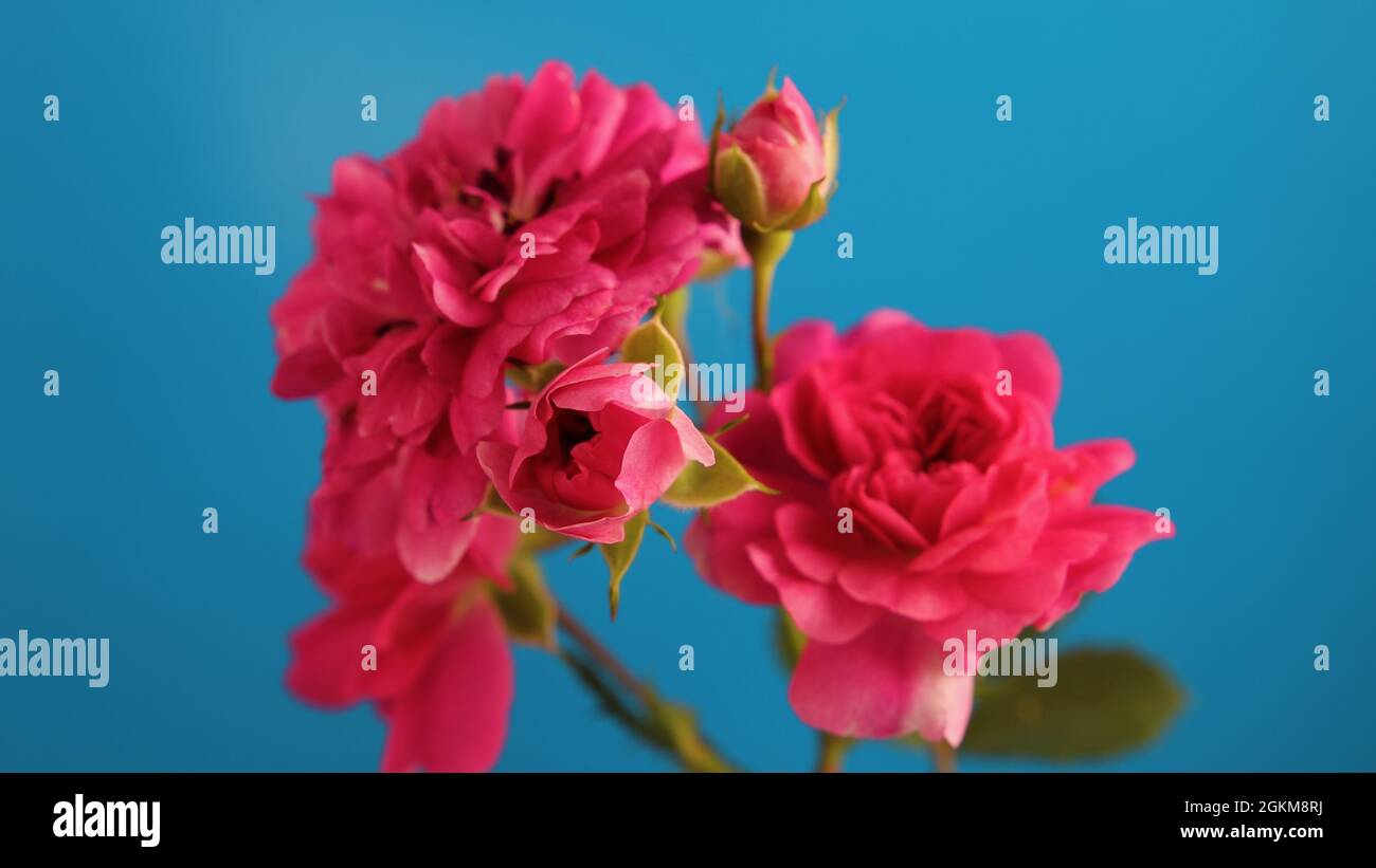 Flowers of a fading rosehip. Close-up of a beautiful wild rose of pink color on a blue background Stock Photo