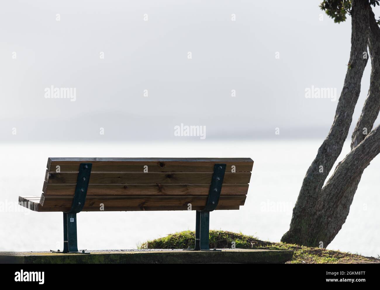 Empty bench by the beach with Pohutukawa tree by its side. Selective focus on bench only. Stock Photo