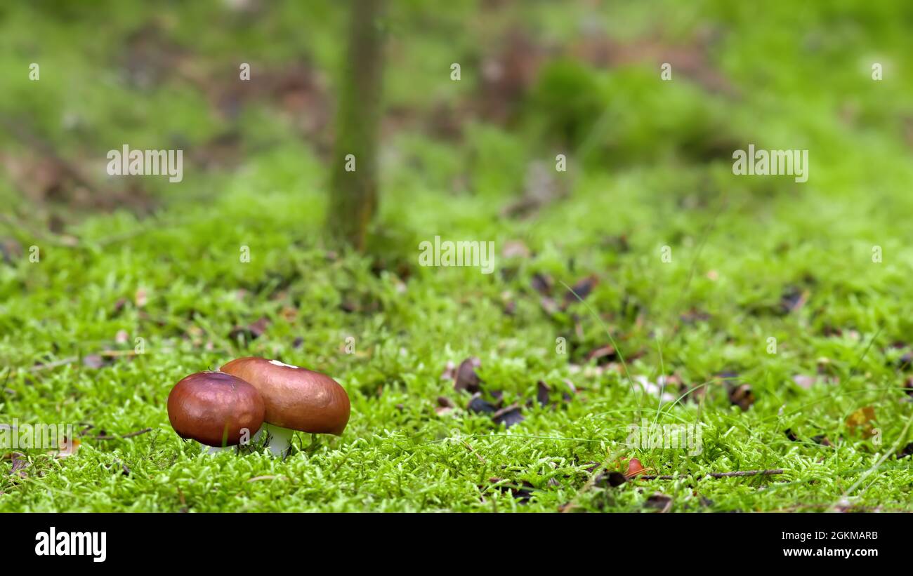 small mushrooms in the forest Stock Photo