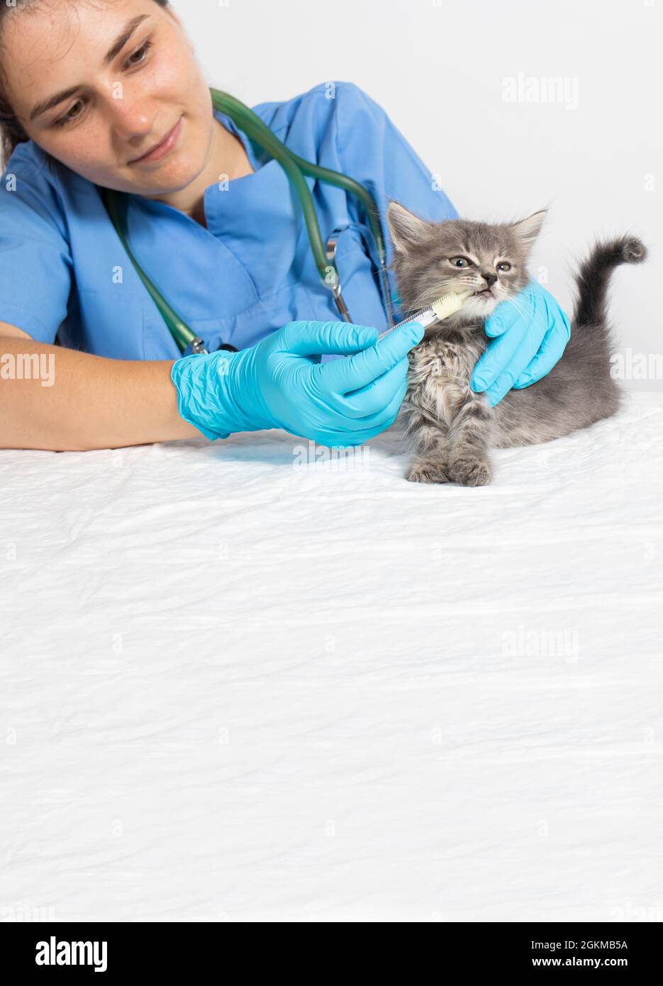 The veterinarian gives the kitten medicine or vitamins. Diseases in