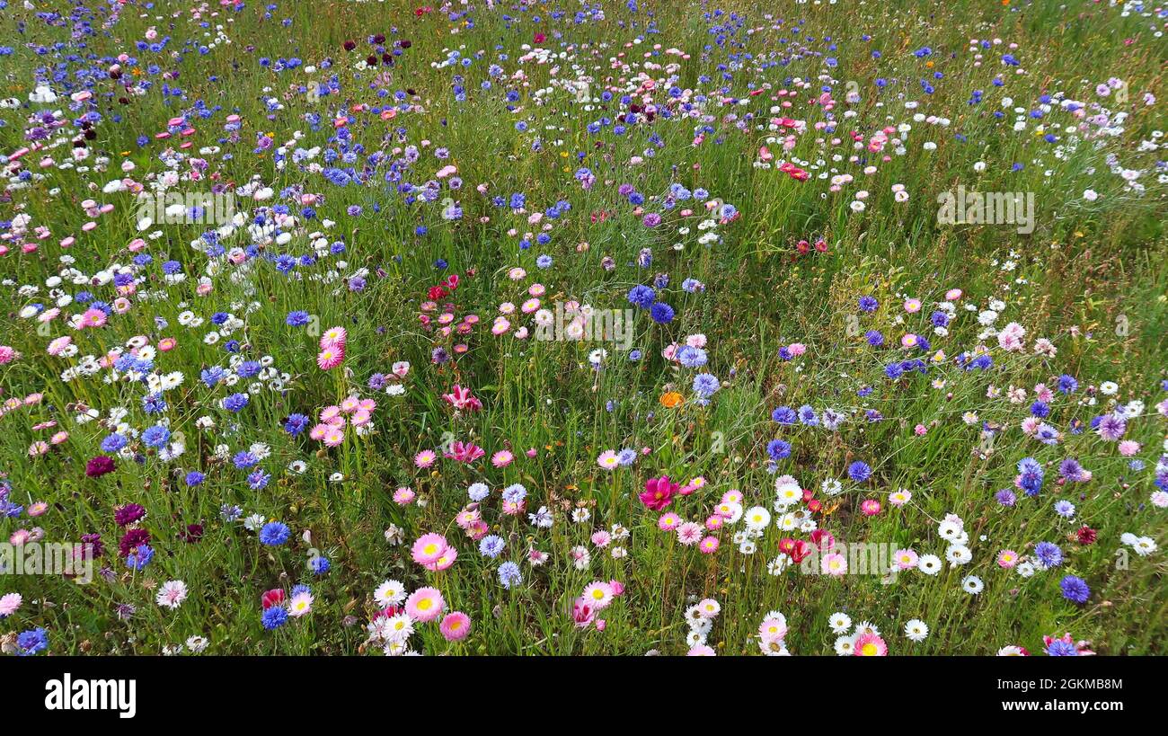summer meadow with colorful flowers Stock Photo