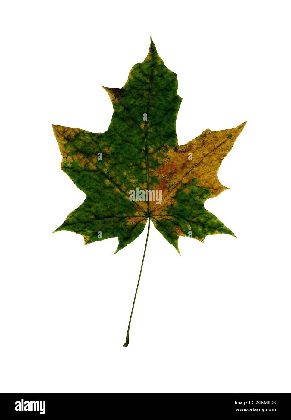 Colorful Autumn Maple leaf isolated on white background. Stock Photo