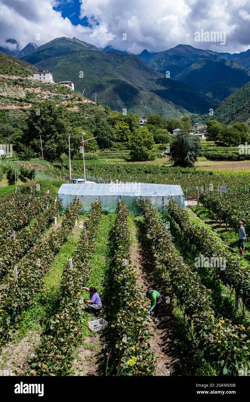 Deqin, China's Yunnan Province. 14th Sep, 2021. People harvest grapes in Deqin County, southwest China's Yunnan Province, Sept. 14, 2021. The grape industry has helped promote the rural development and increase the incomes of the locals. Credit: Hu Chao/Xinhua/Alamy Live News Stock Photo