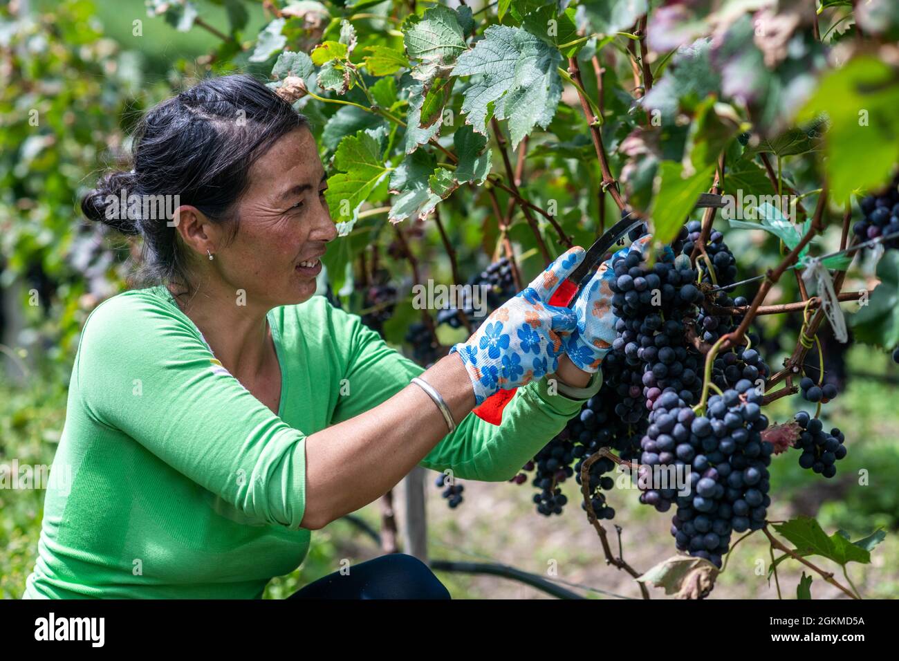Deqin, China's Yunnan Province. 14th Sep, 2021. A woman harvests grapes in Deqin County, southwest China's Yunnan Province, Sept. 14, 2021. The grape industry has helped promote the rural development and increase the incomes of the locals. Credit: Hu Chao/Xinhua/Alamy Live News Stock Photo