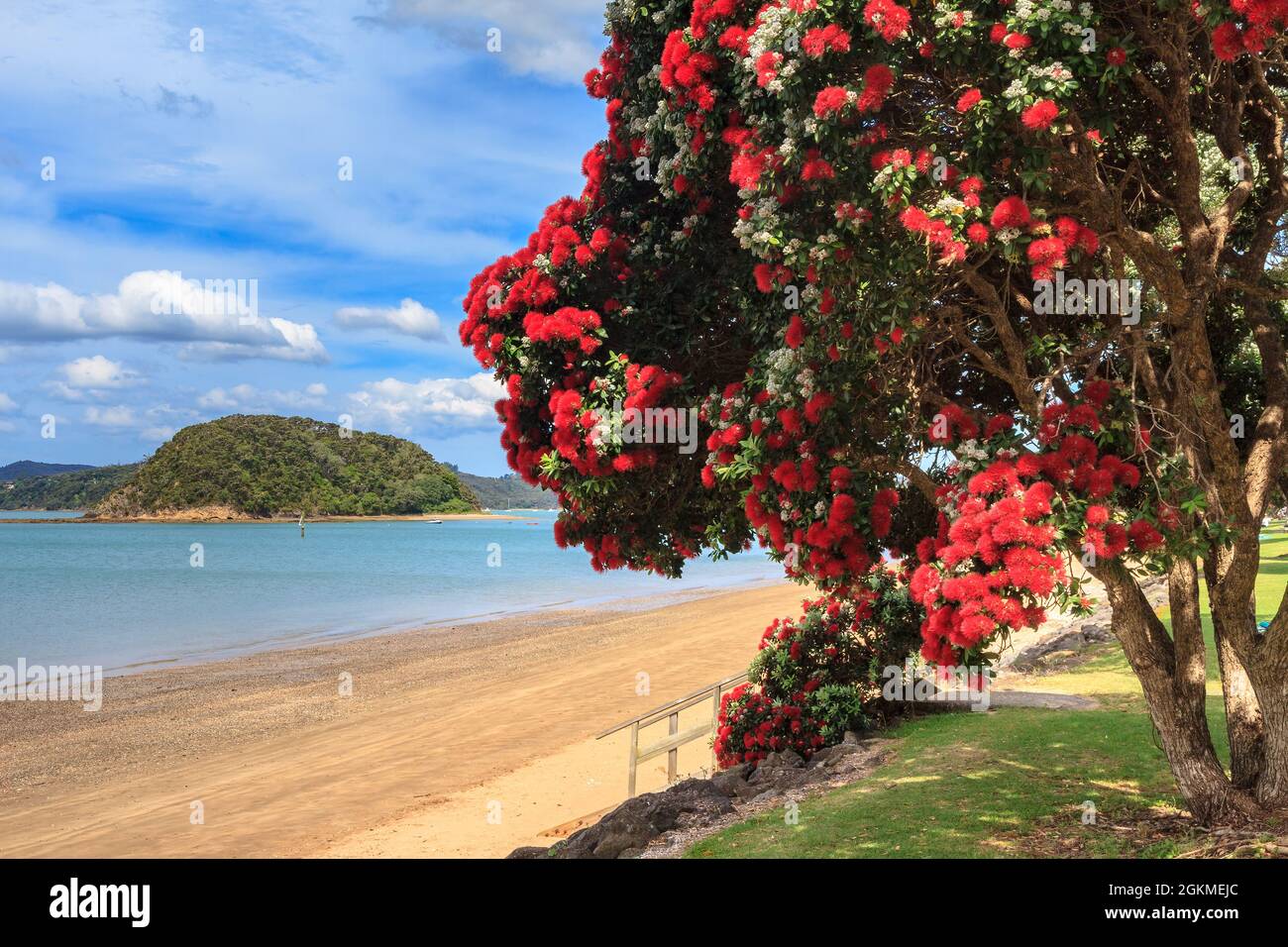A beach at Paihia in the Bay of Islands, New Zealand, and a pohutukawa covered in summer flowers Stock Photo