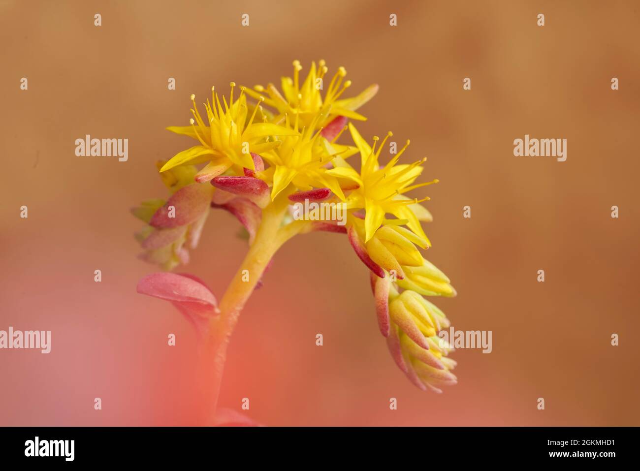 cluster of ornamental yellow flowers on orange background. Spain Stock Photo