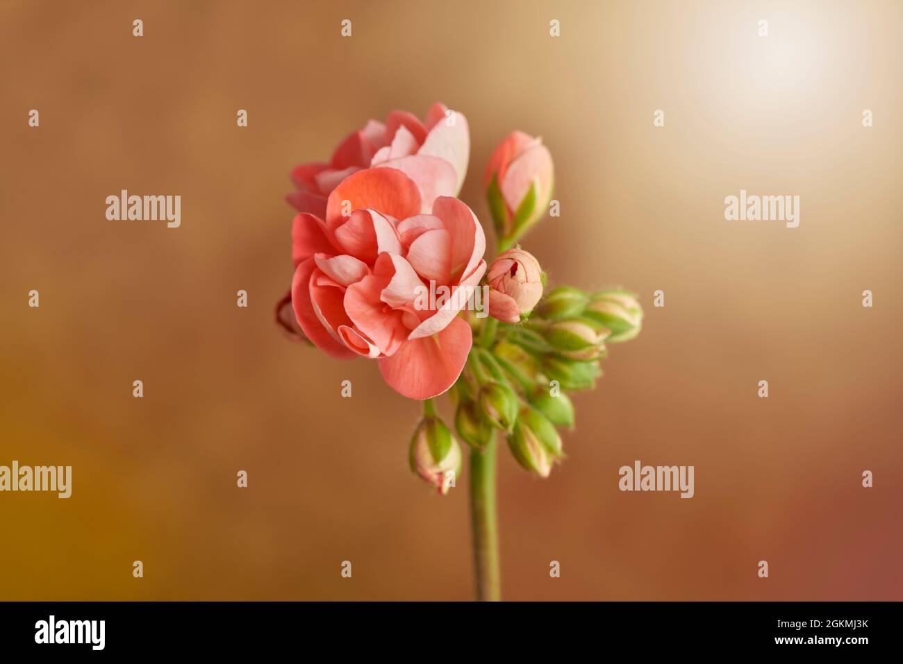 set of decorative pink flowers and buds on orange background. Spain Stock Photo