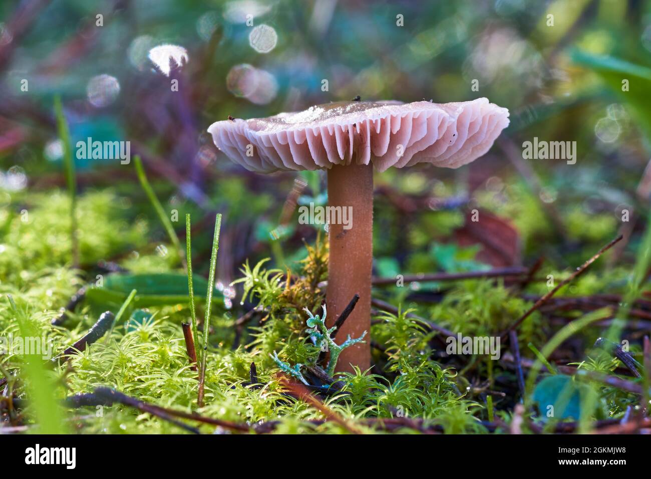 Mushrooms in the forest. Malaga. Spain Stock Photo