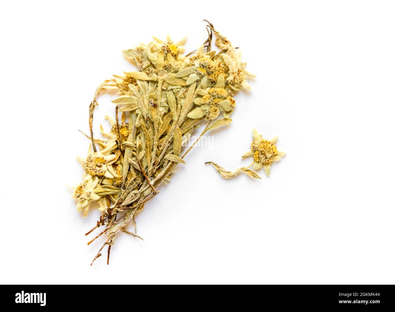 Dried Edelweiss flower isolated on white background Stock Photo Alamy