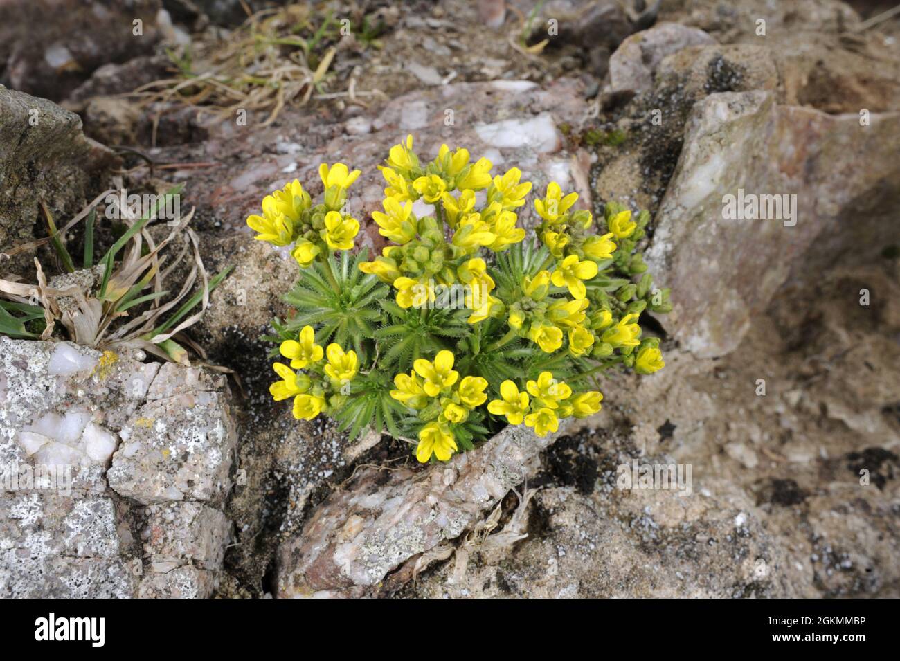 yellow whitlow-grass Draba aizoides Stock Photo