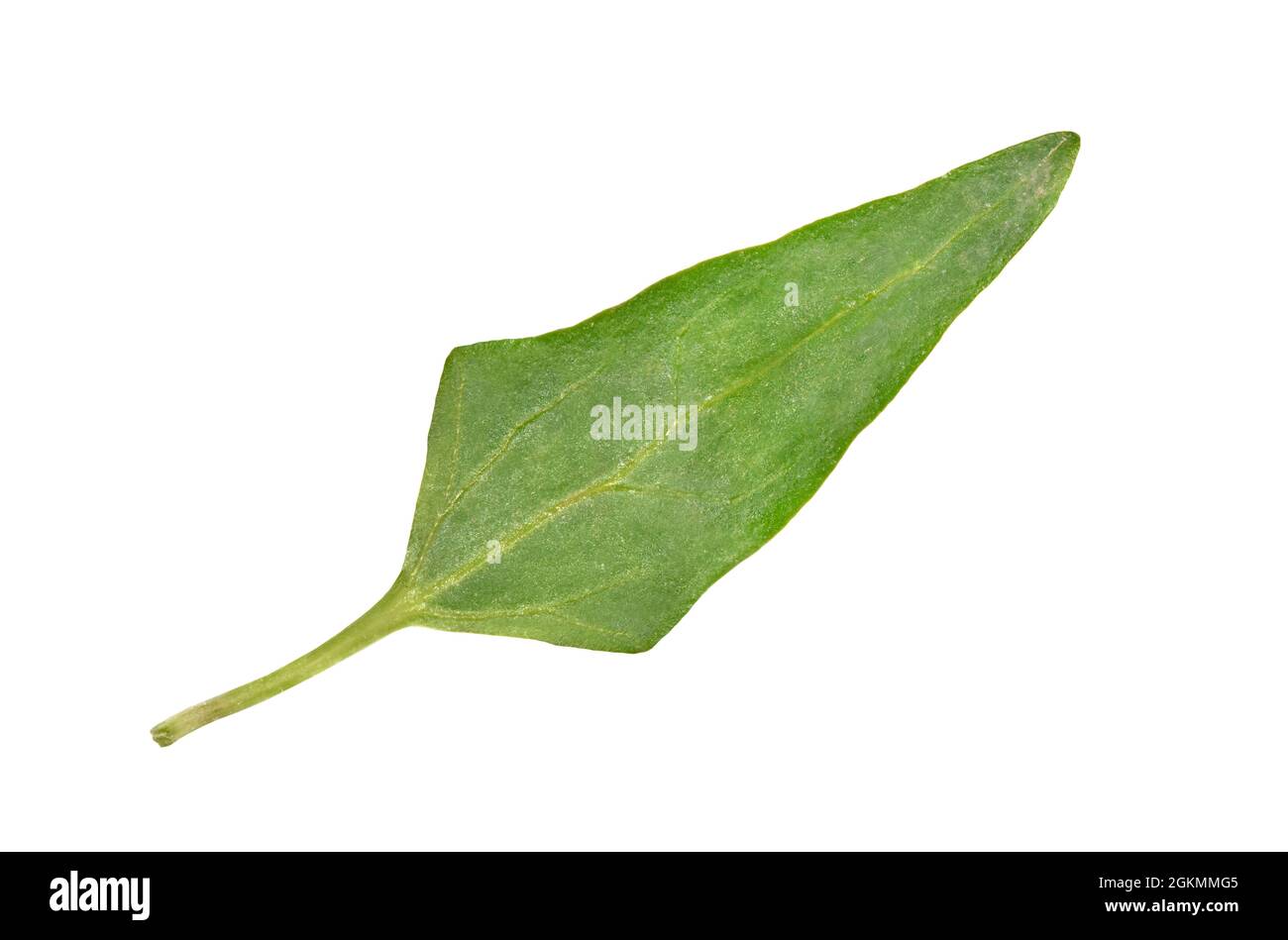 Long-stalked Orache - Atriplex longipes Stock Photo