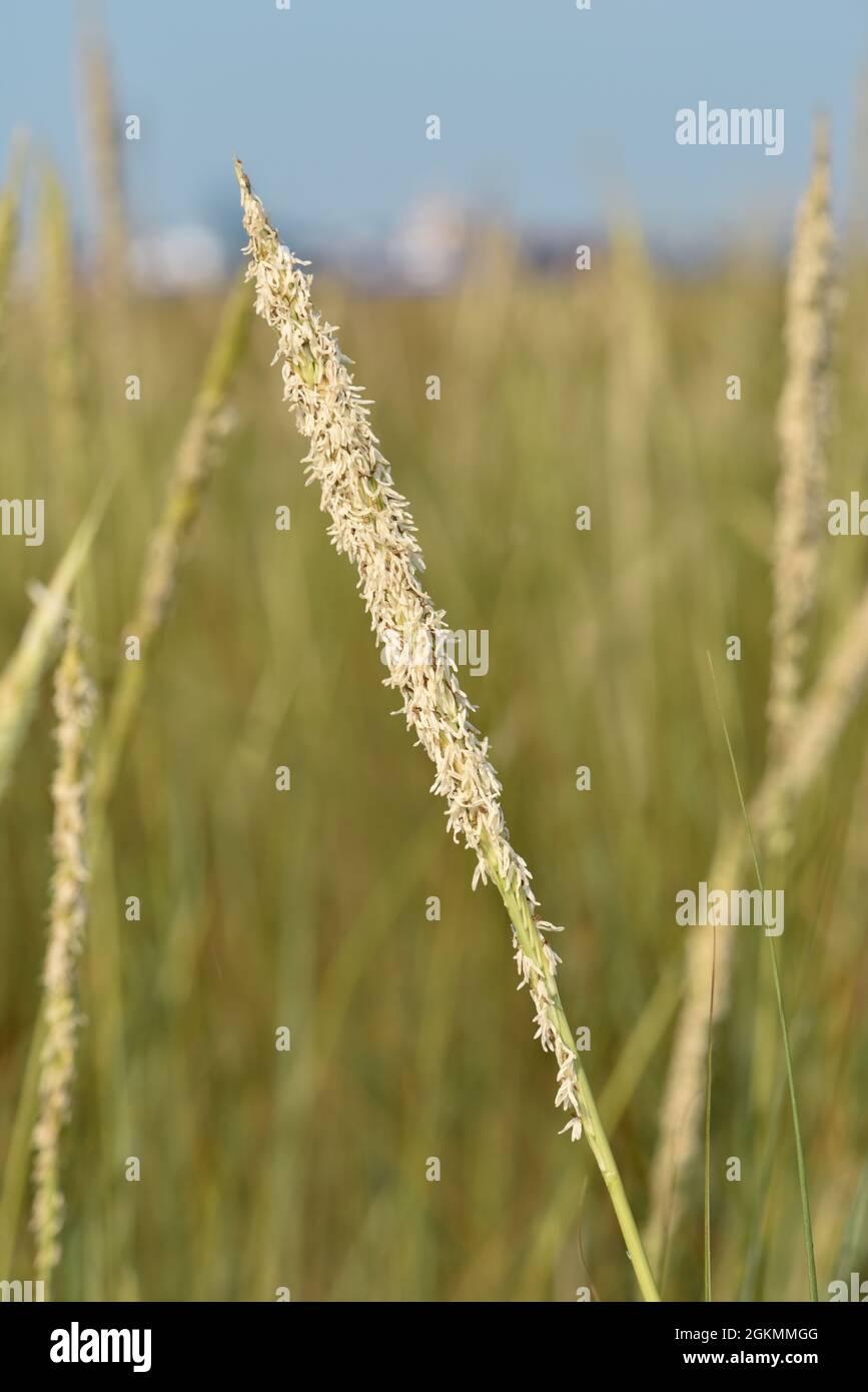 Smooth Cordgrass Spartina alterniflora Stock Photo Alamy