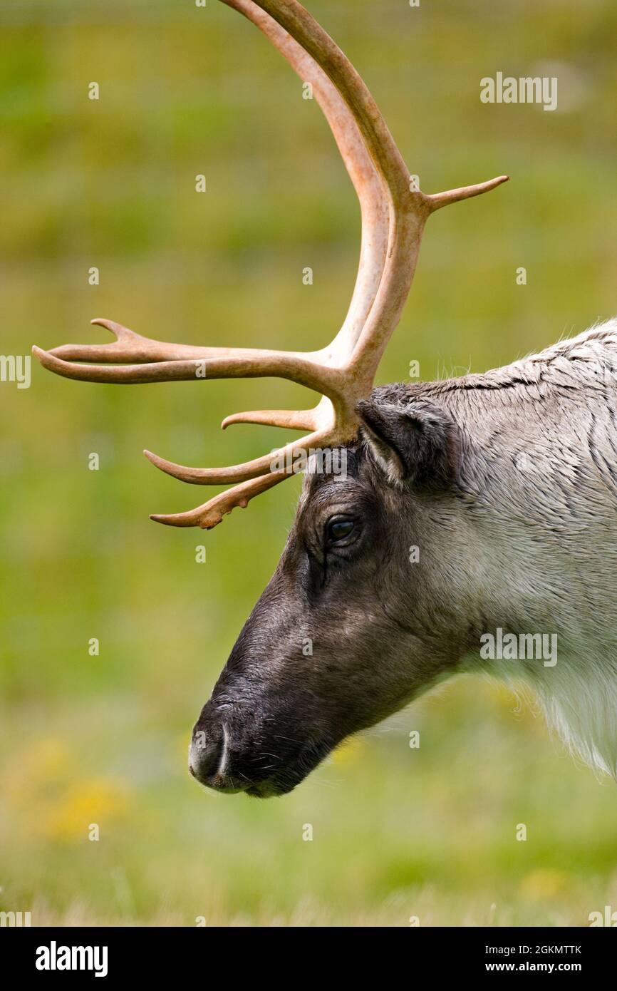 Tundra Reindeer (Rangifer tarandus) live on the northern tundra in Northern Canada, Greenland, Scandinavia, and Northern Russia. In North America they Stock Photo