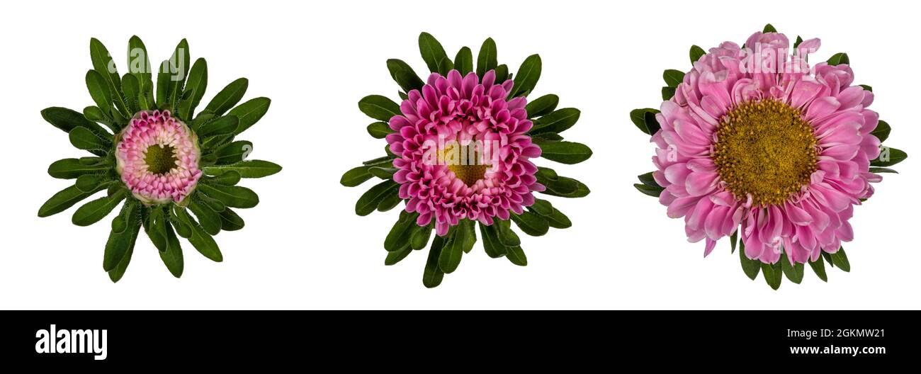 Top view three stages of single Michaelmas Daisy aka Callistephus chinensis flower head. Isolated on a white background. Stock Photo