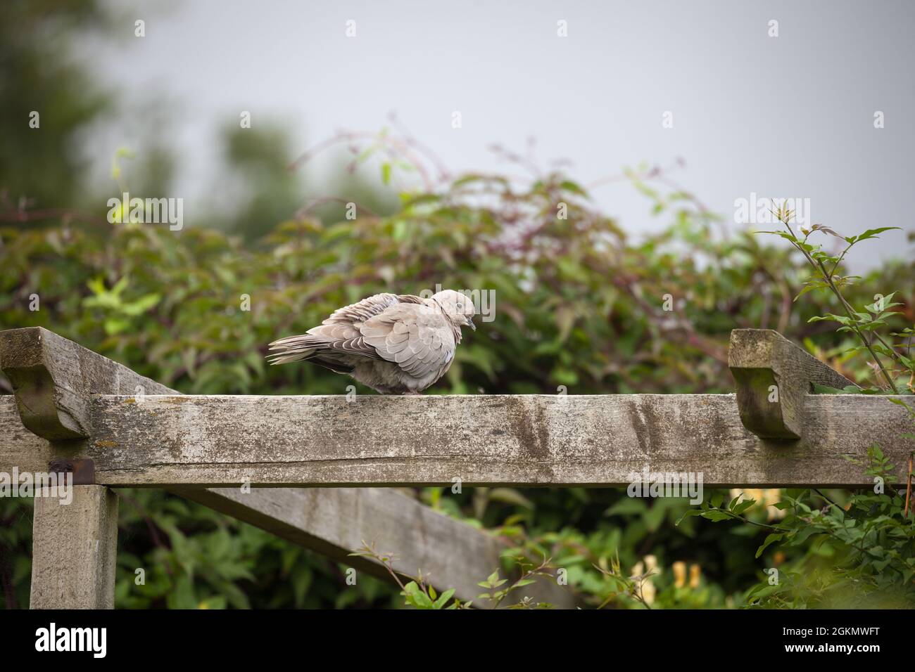 ringnecked dove. halfcollared dove. cape turtle dove Stock Photo Alamy