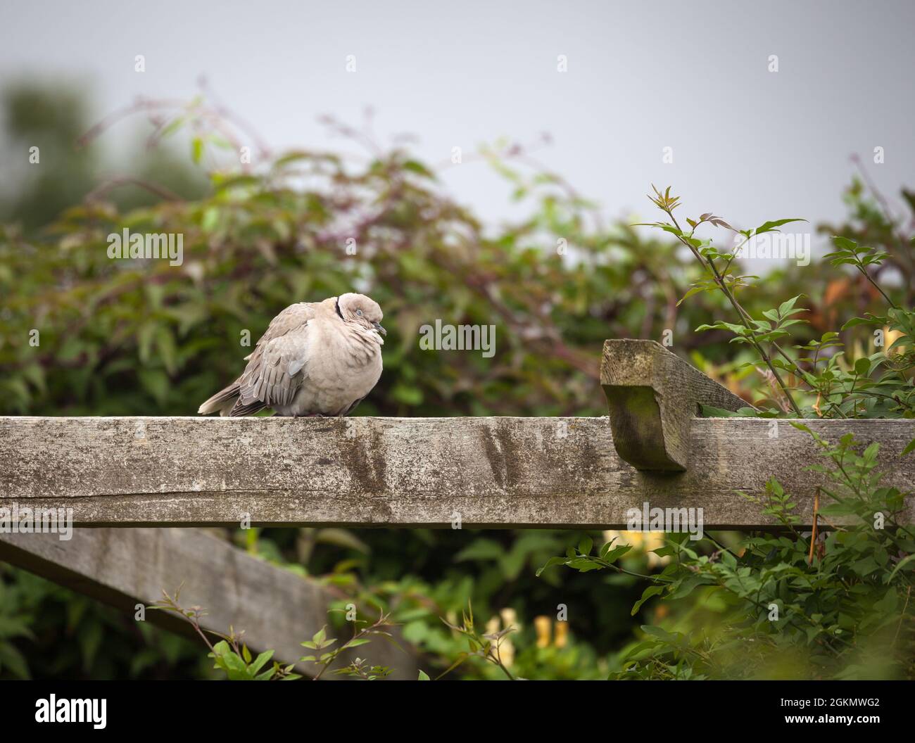 ringnecked dove. halfcollared dove. cape turtle dove Stock Photo Alamy