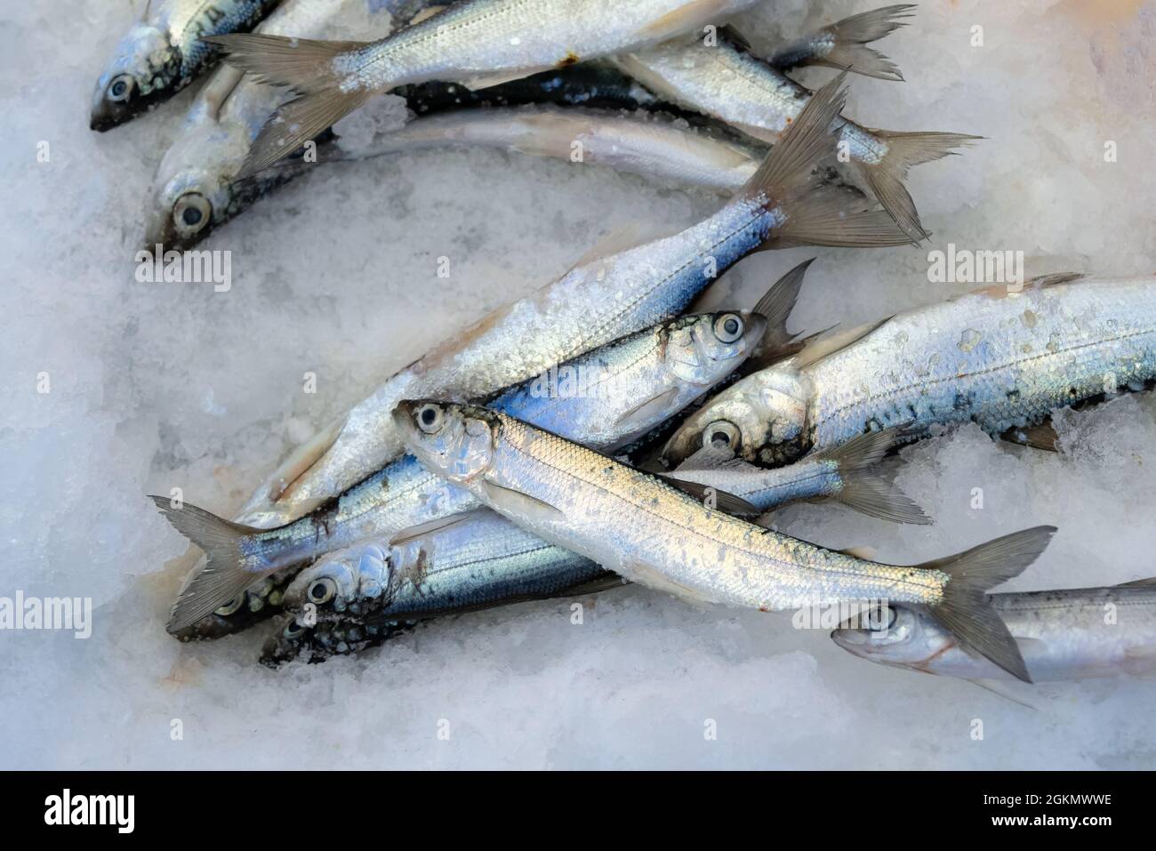 Coregonus albula - fresh water Salmonidae family fish on ice. Ice fishing in winter. Stock Photo