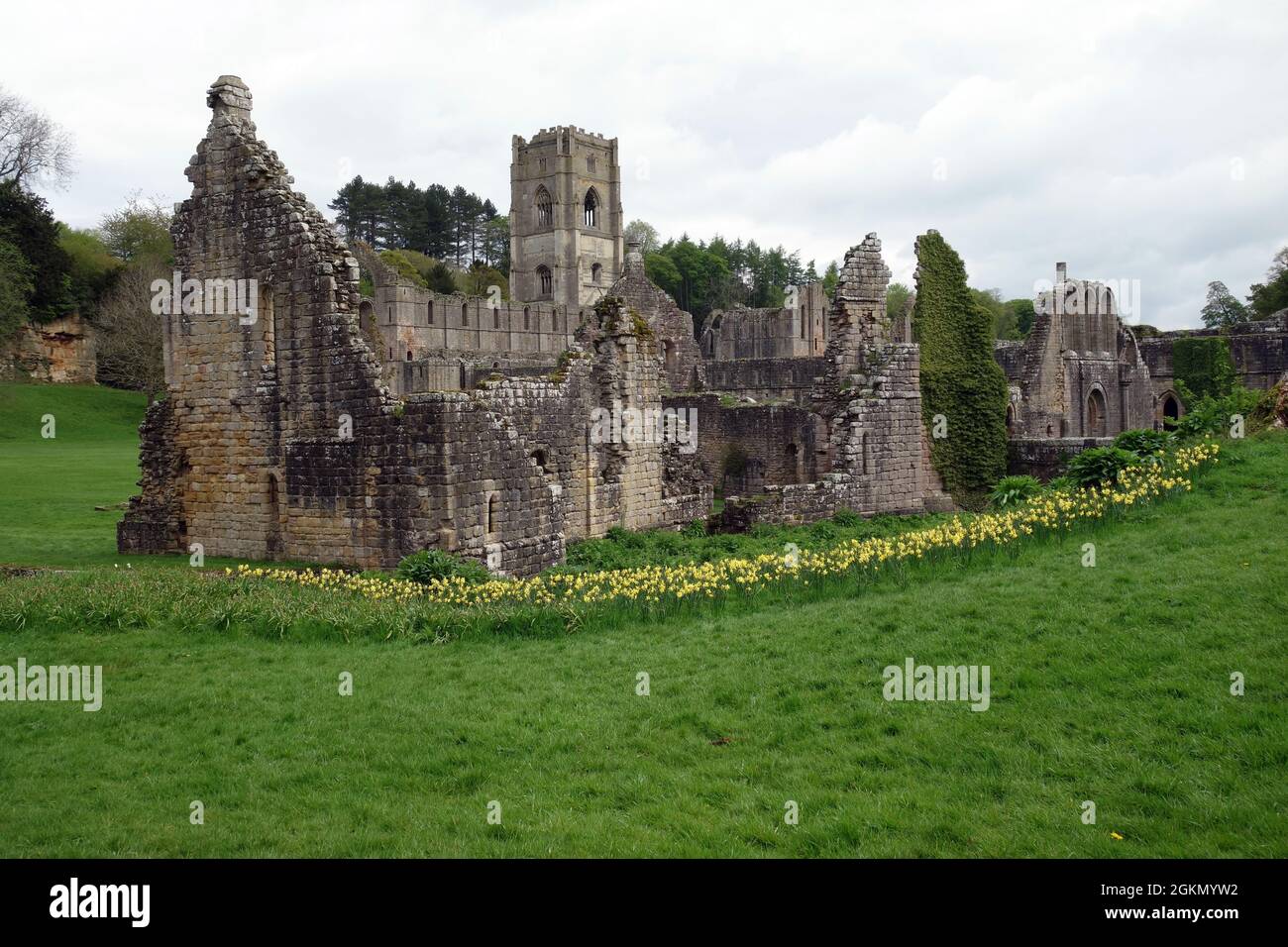 A Bank of Springtime Daffodils by the Ruined Guesthouses of Fountains