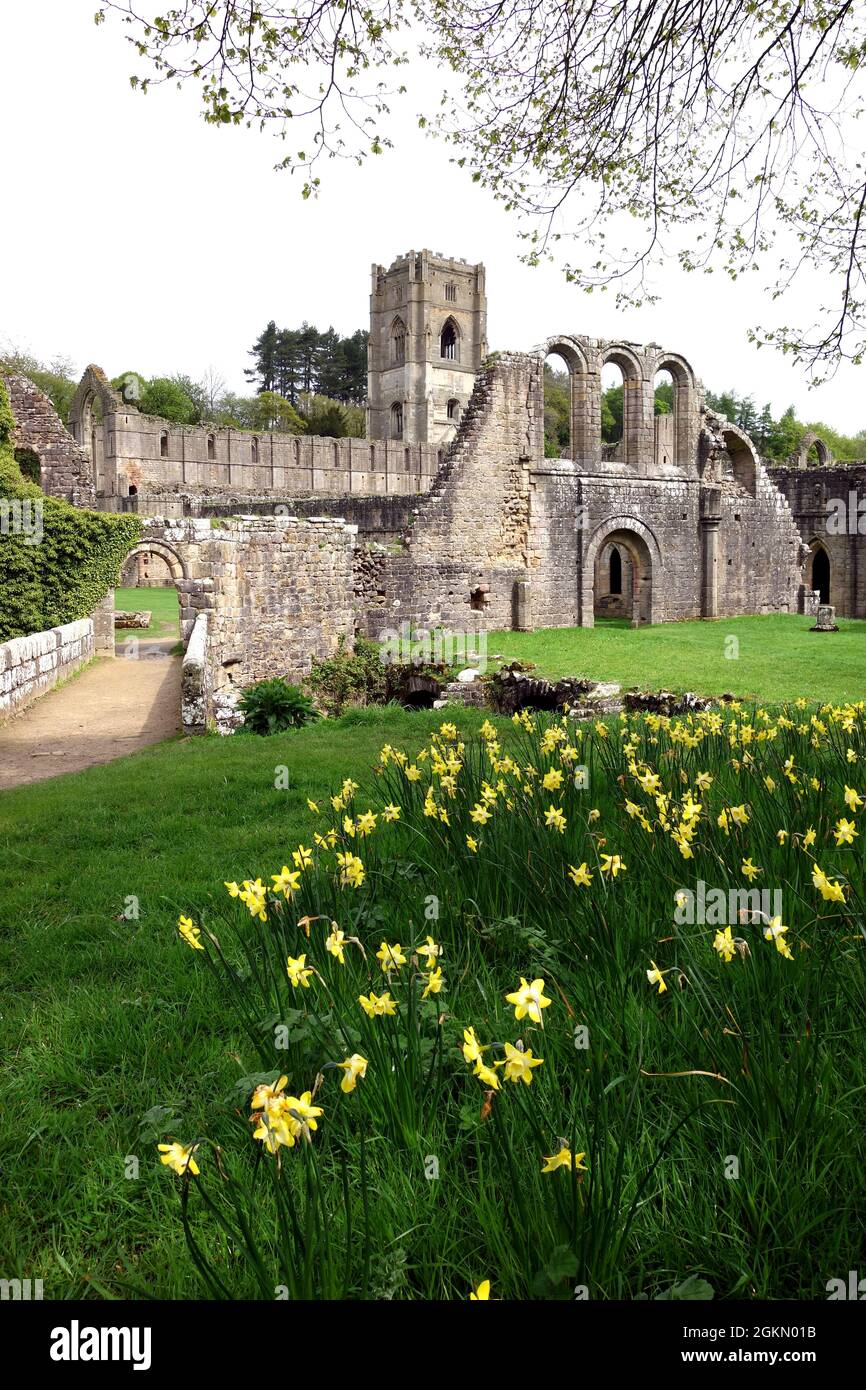A Bank of Springtime Daffodils by the Ruins of Fountains Abbey near Ripon in North Yorkshire, England, UK. Stock Photo