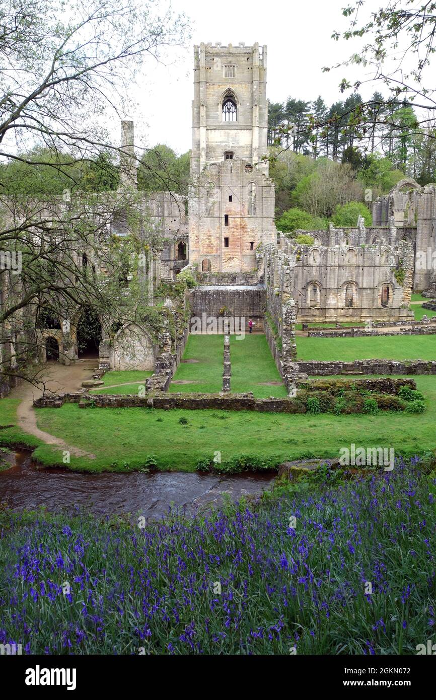 A Bank of Springtime Bluebells by the Ruins of Fountains Abbey near Ripon in North Yorkshire, England, UK. Stock Photo