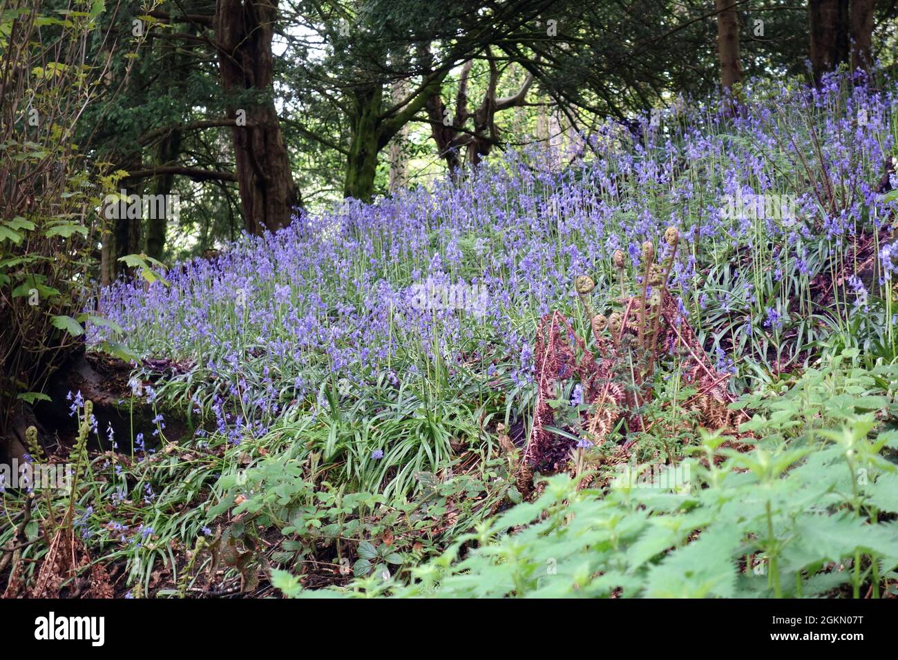 Wild Bluebells on the Riverbank in the Woods by De Grey's Walk on the