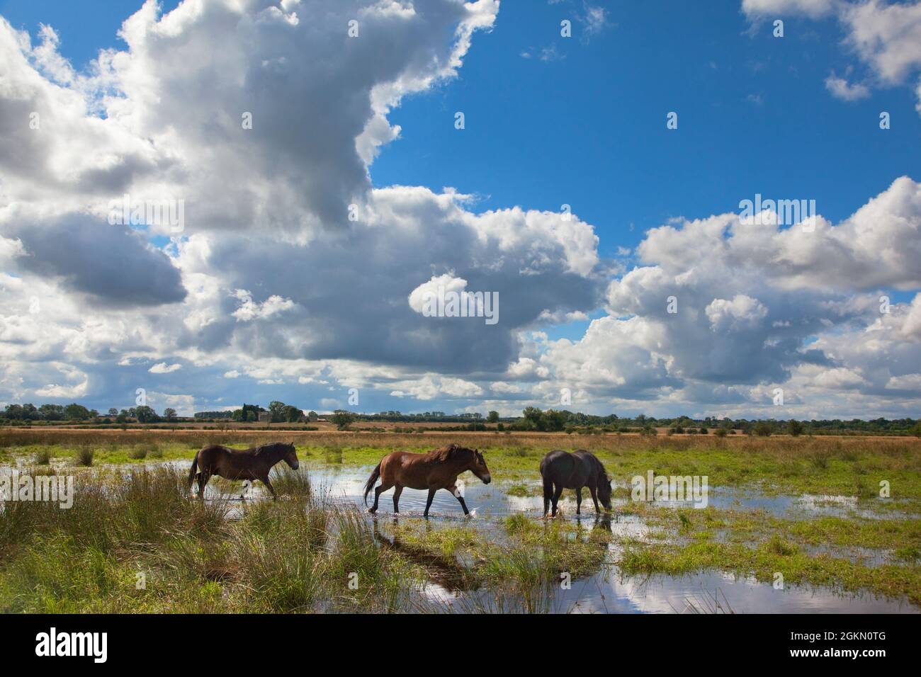 Prestwick carr hires stock photography and images Alamy