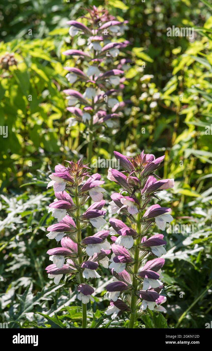 Close up of Acanthus Hirsutus subsp. Syriacus, aka Syrian Bear's Breech. Stock Photo