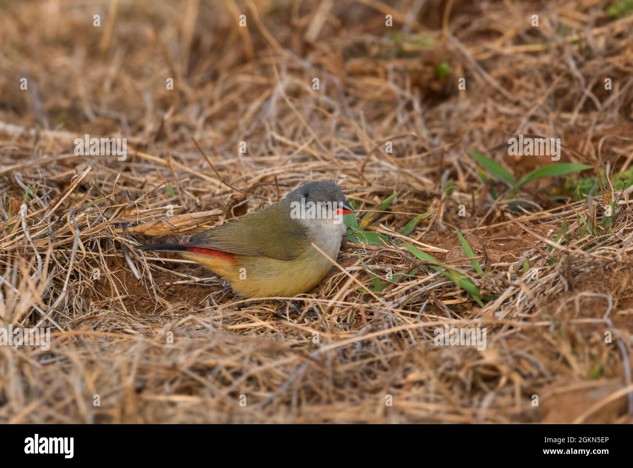 Yellow-bellied Waxbill - Coccopygia quartinia, beautiful colored perching bird from African meadows and grasslands, Bale mountains, Ethiopia. Stock Photo