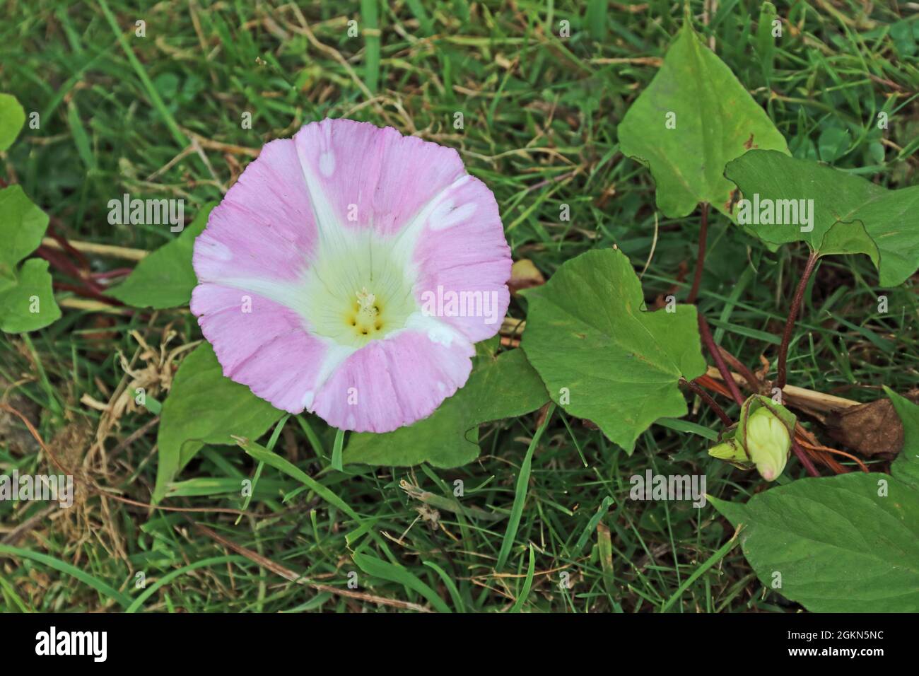 Field Bindweed (Convolvulus Arvensis Stock Photo Alamy