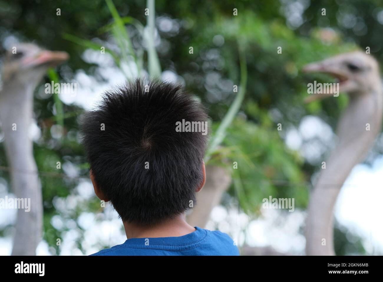 Two ostriches, obviously fighting for food, with their open beaks over the head of young boy Stock Photo
