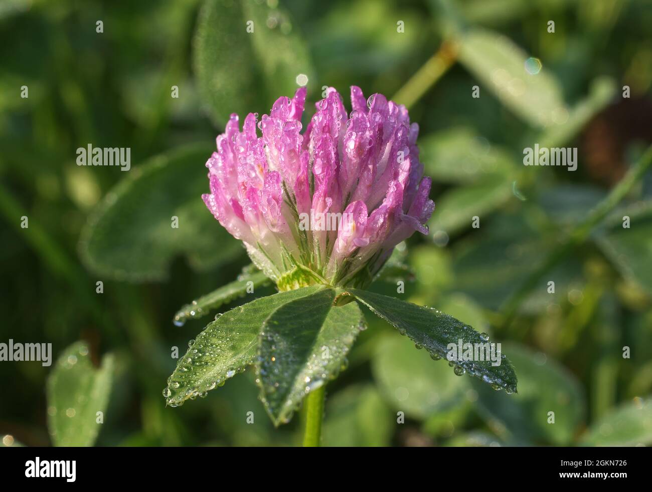 Meadow clover or Red clover, Trifolium pratense, close-up of this herbaceous species from the clover family with drops of morning dew on the flower Stock Photo