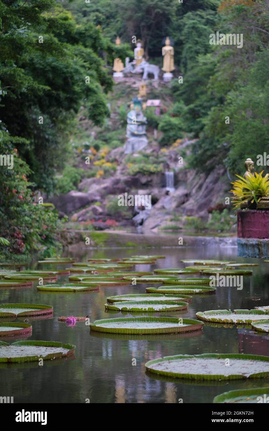 Foliage of huge water lily, Victoria amazonica, in a pond near Buddhist temple in Thailand Stock Photo
