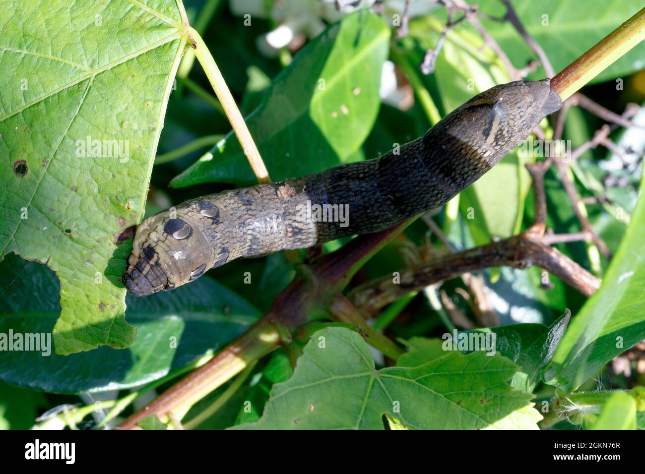 Elephant hawk moth caterpillar feeding on leaves Stock Photo Alamy