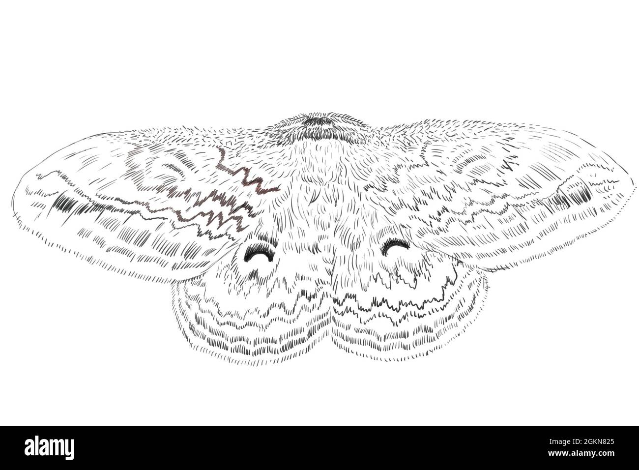 Illustration of moth isolated on white background Stock Photo - Alamy