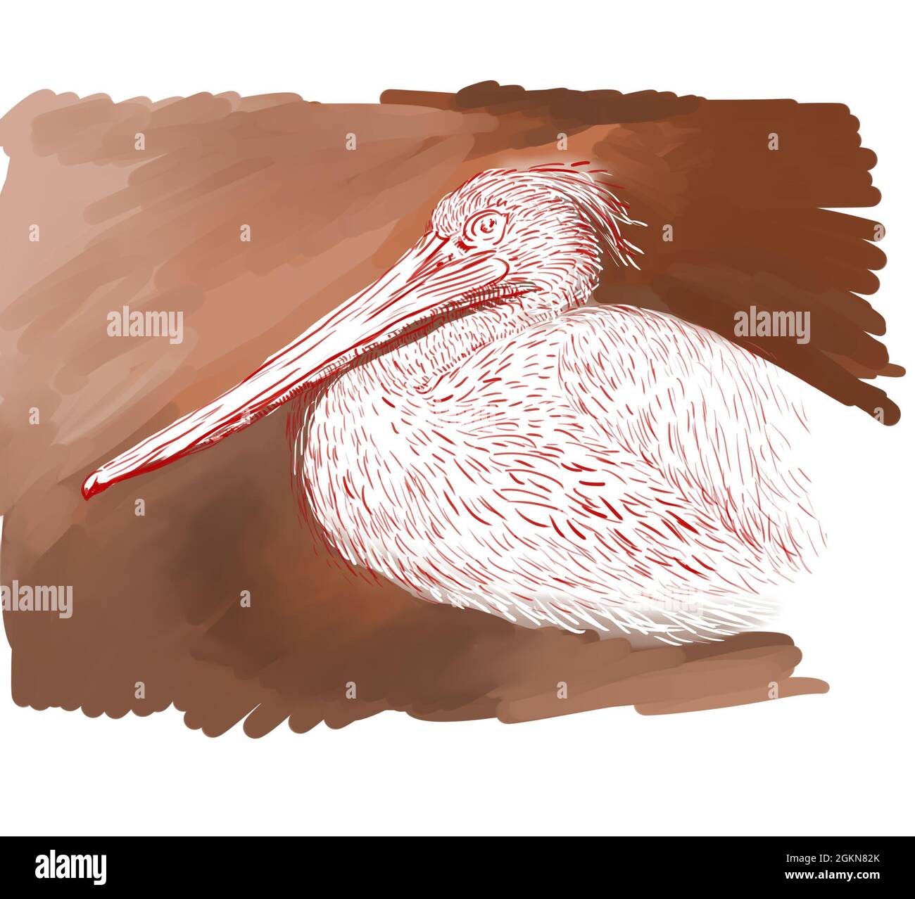 Hand drawn illustration of pelican Stock Photo
