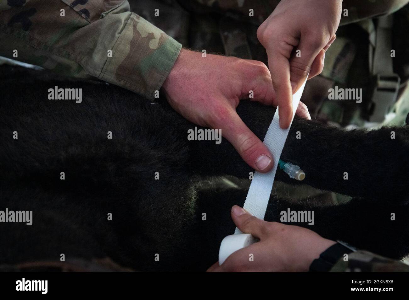 U.S. Soldiers with 557th Medical Company Area Support treat a K9 'Diesel' dog training puppet at a role 2 care facility during Hospital Exercise 21 at Baumholder, Germany June 3, 2021. The 30th Medical Brigade deployed over 400 Soldiers in support of Hospital Exercise 21 which served to certify the 519th Hospital center as a NATO role 2 enhanced capability. The 30th MED BDE treated over 100 simulated patients from the point of injury to medical evacuation to higher echelons of care. The exercise also enhanced joint, combine and multi echelon interoperability. Stock Photo