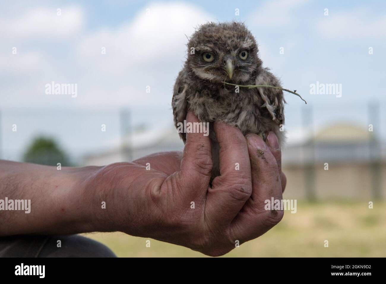 A volunteer for the Belgian non-profit Noctua.org, holds a young little owl (Athene noctua), one of the protected bird species nesting on Chièvres Air Base, Belgium, June 03, 2021. Banding is a universal and indispensable technique for studying the movement, survival and behavior of birds. Stock Photo