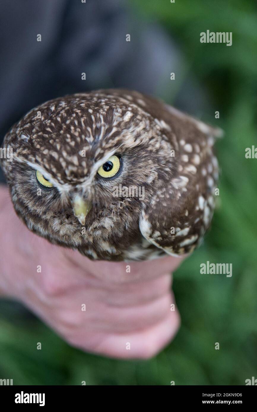A volunteer for the Belgian non-profit Noctua.org, holds an adult little owl (Athene noctua), one of the protected bird species nesting on Chièvres Air Base, Belgium, June 03, 2021. Banding is a universal and indispensable technique for studying the movement, survival and behavior of birds. Stock Photo