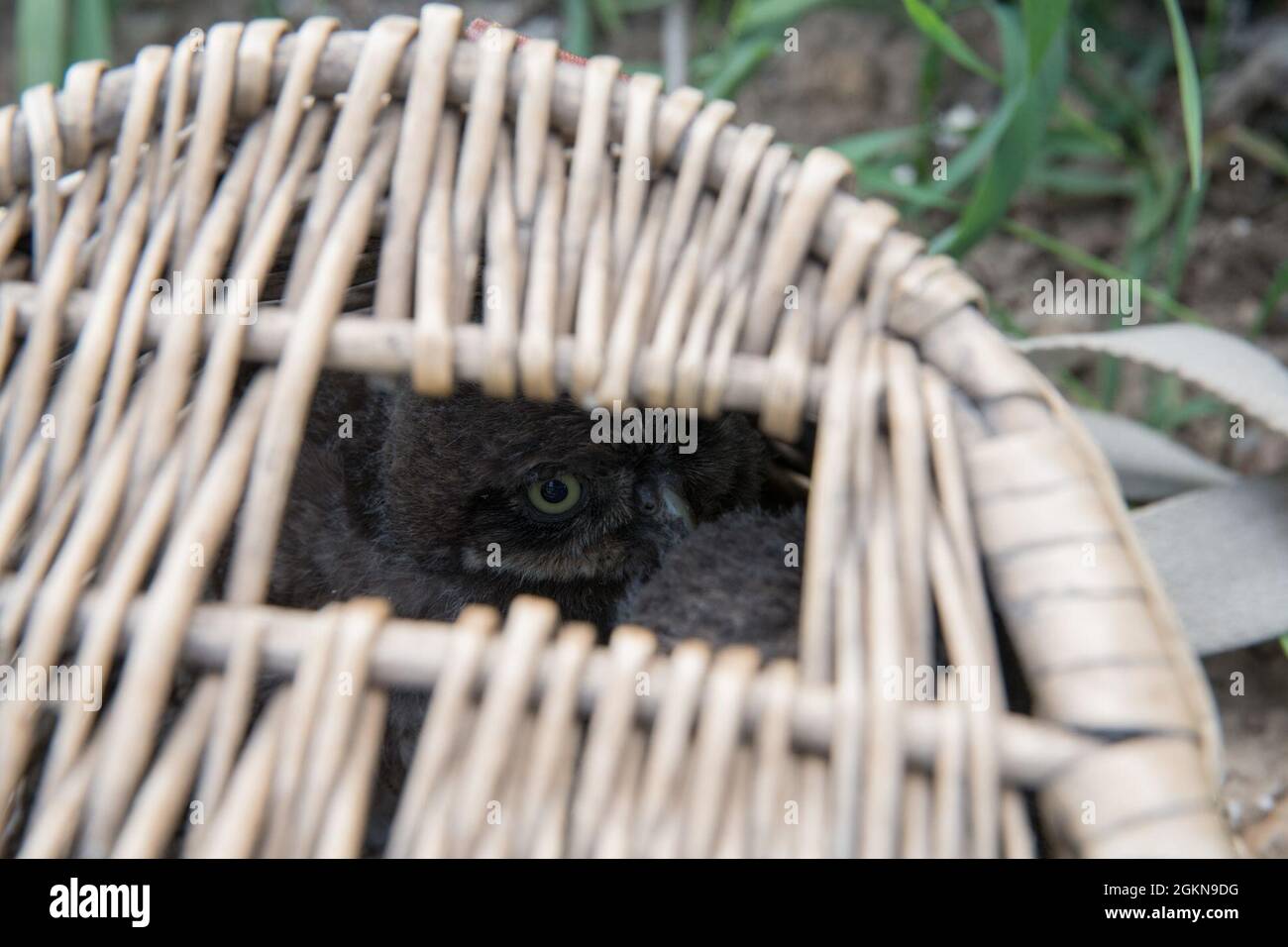 A little owl (Athene noctua) peeks out of a woven basket where he is held captive before being banded by Belgian Volunteers of the non-profit Noctua.org, on Chièvres Air Base, Belgium, June 03, 2021. Banding is a universal and indispensable technique for studying the movement, survival and behavior of birds. Stock Photo