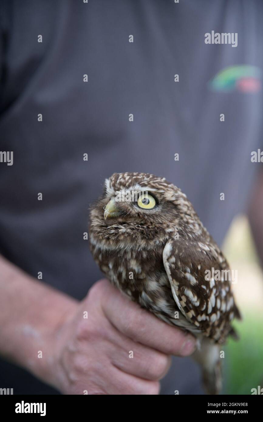 A volunteer for the Belgian non-profit Noctua.org, holds an adult little owl (Athene noctua), one of the protected bird species nesting on Chièvres Air Base, Belgium, June 03, 2021. Banding is a universal and indispensable technique for studying the movement, survival and behavior of birds. Stock Photo