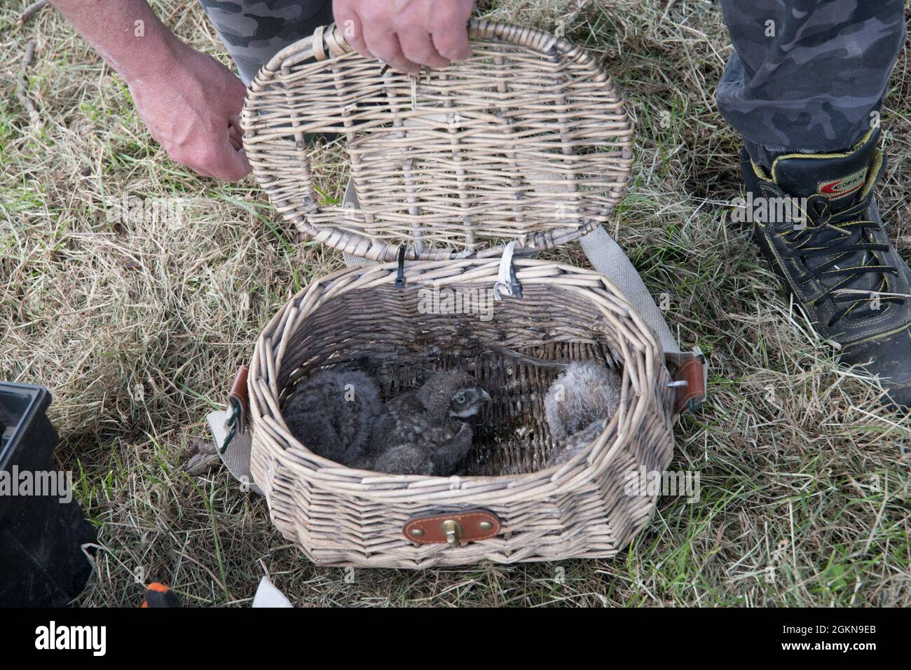 A volunteer for the Belgian non-profit Noctua.org, closes a woven basket, where he safely places protected birds in order to band them, on Chièvres Air Base, Belgium, June 03, 2021. Banding is a universal and indispensable technique for studying the movement, survival and behavior of birds. Stock Photo