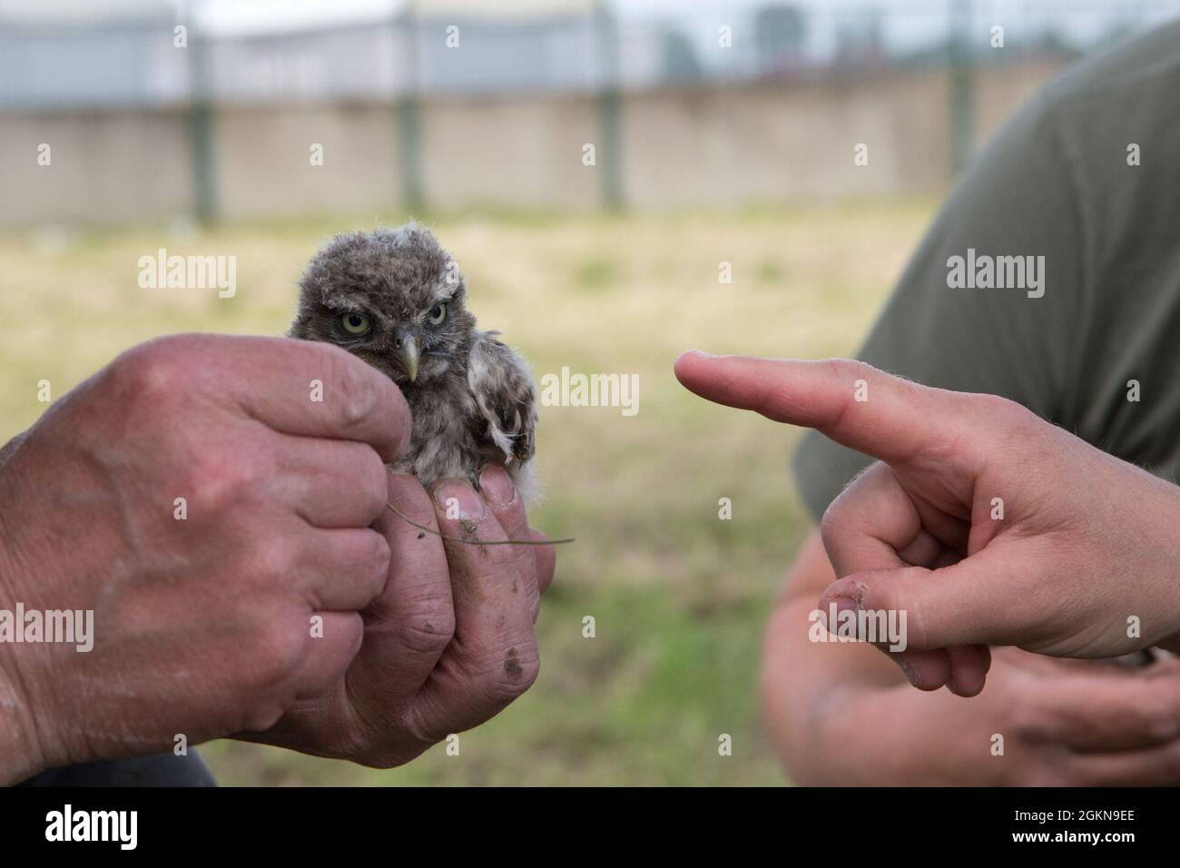 A volunteer for the Belgian non-profit Noctua.org, points at a little owl (Athene noctua), one of the protected bird species nesting on Chièvres Air Base, Belgium, June 03, 2021. Banding is a universal and indispensable technique for studying the movement, survival and behavior of birds. Stock Photo